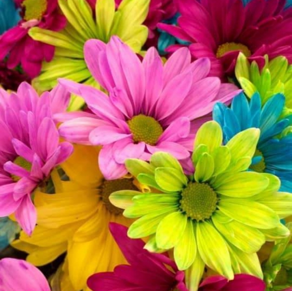 Meet your Posher, Marjorie - Picture 1 of 1